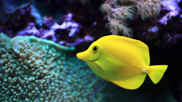 Illustration for article titled If You Don’t Like Any Of The Beautiful Fish In This List, Tell Us And We’ll Eat Them